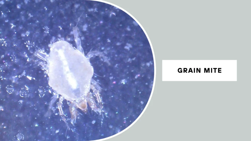 Grain Mite (Acarus siro)