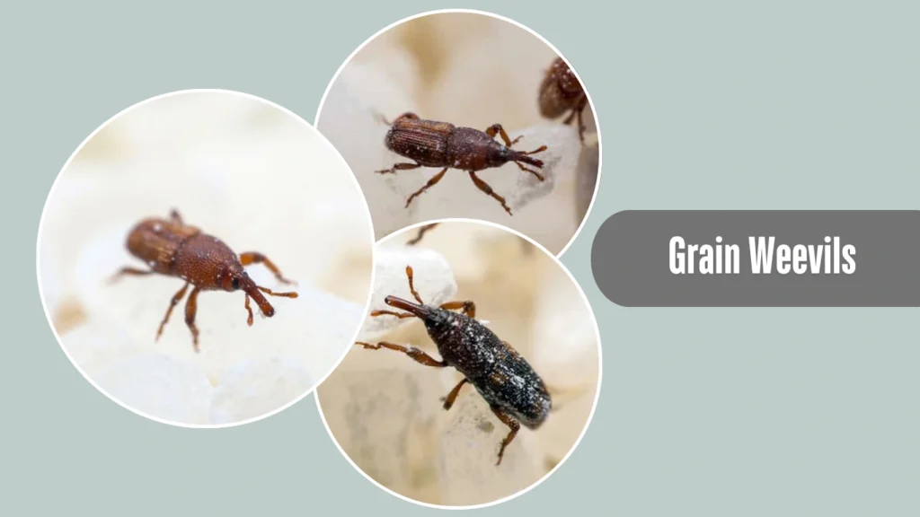 Grain Weevils