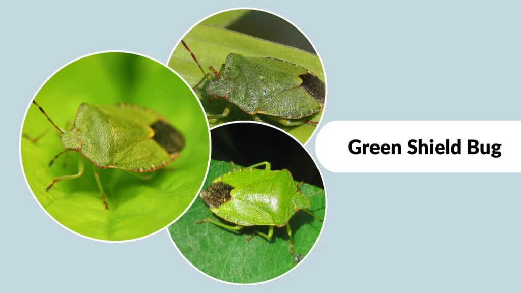 Green Shield Bug