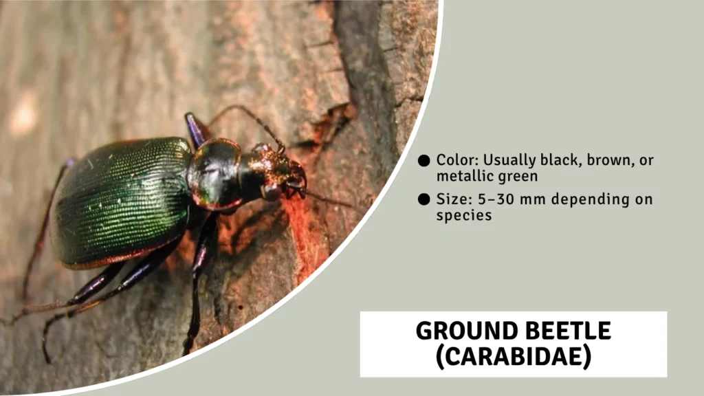 Ground Beetle (Carabidae)