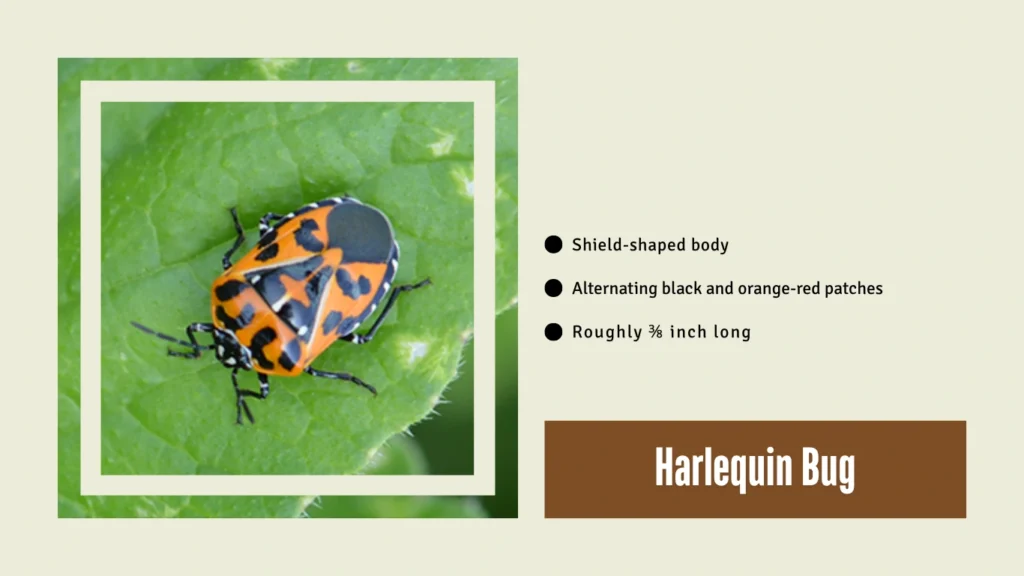 Harlequin Bug