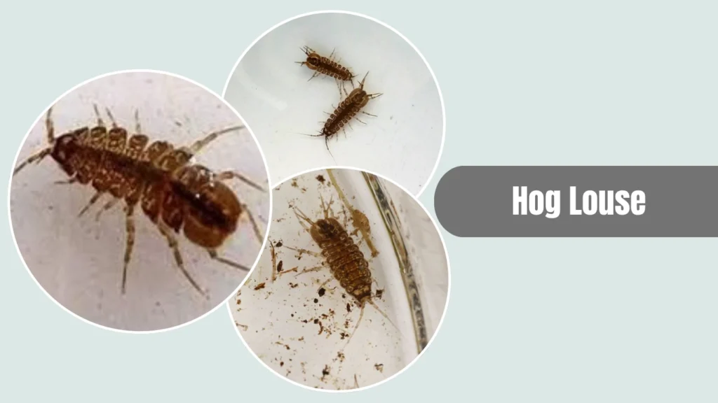 Hog Louse