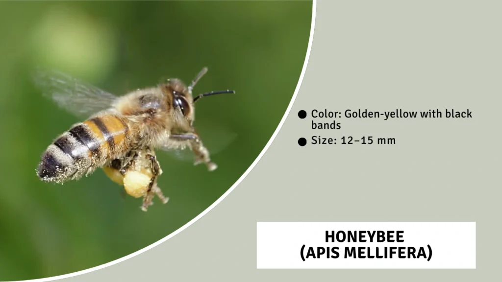 Honeybee 
(Apis mellifera)