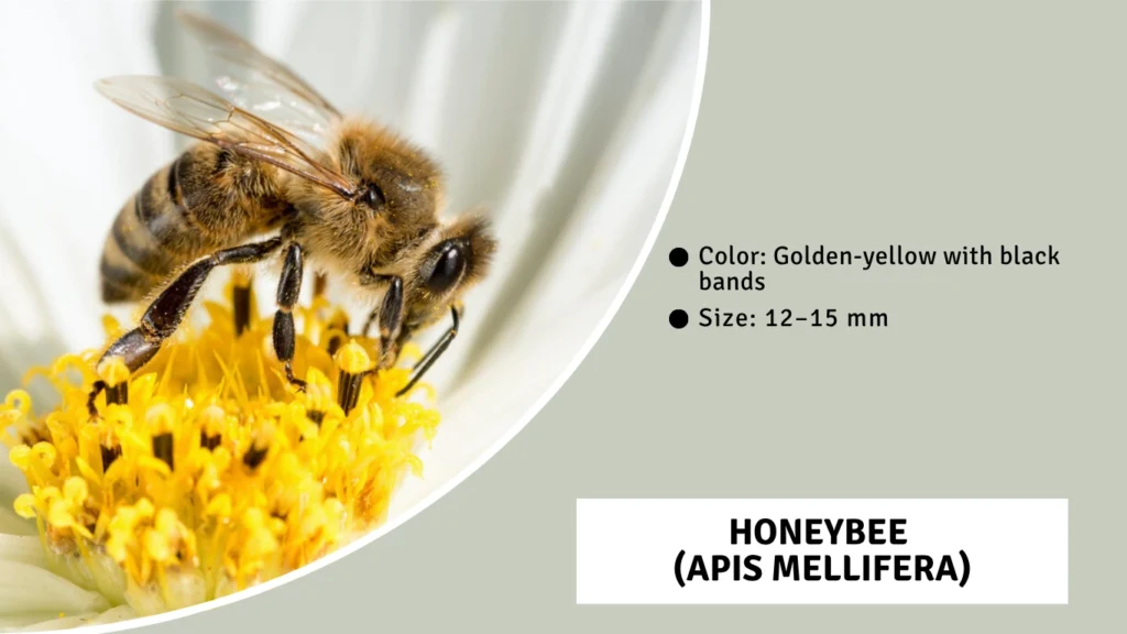 Honeybee 
(Apis mellifera)