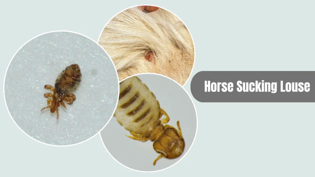 Horse Sucking Louse