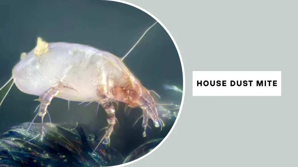 House Dust Mite