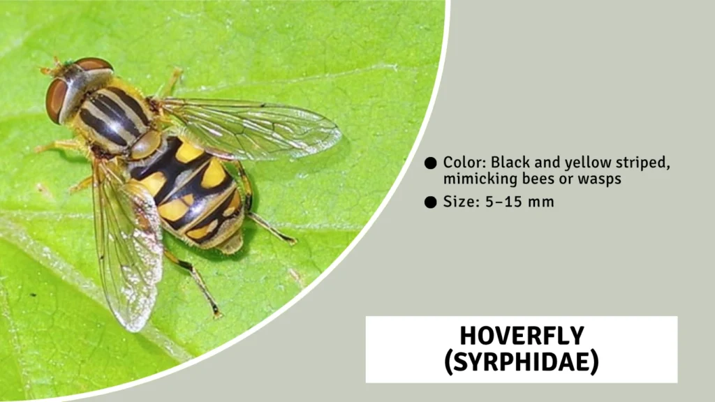 Hoverfly (Syrphidae)