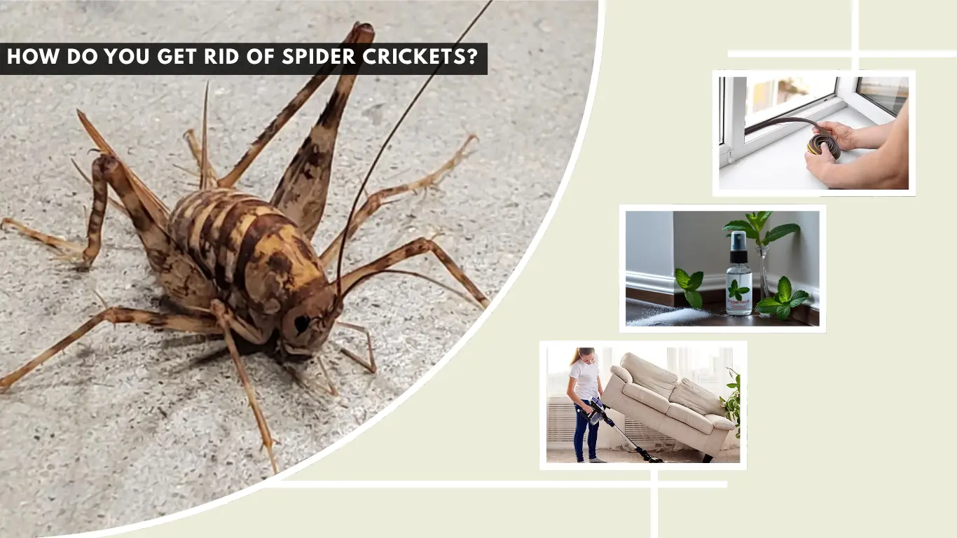 How Do You Get Rid of Spider Crickets 6 Best Proven Methods