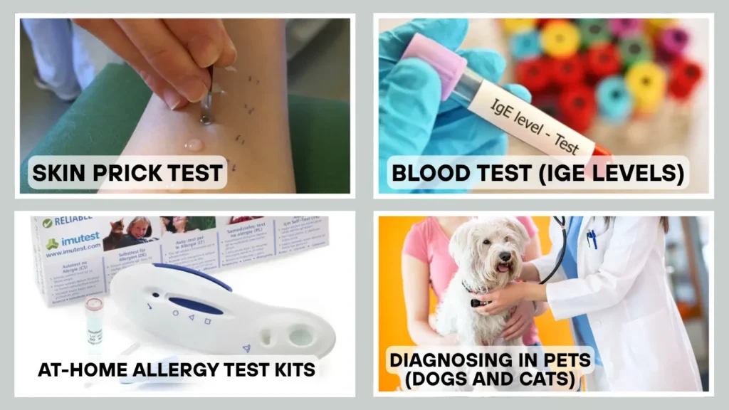 How Is Dust Mite Allergy Diagnosed