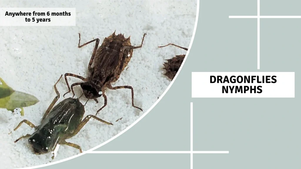How Long Do Dragonflies Live as Nymphs