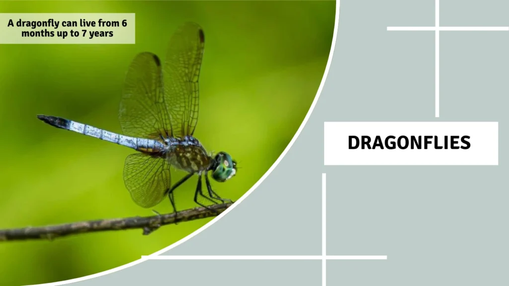 How Long Do Dragonflies Live in General