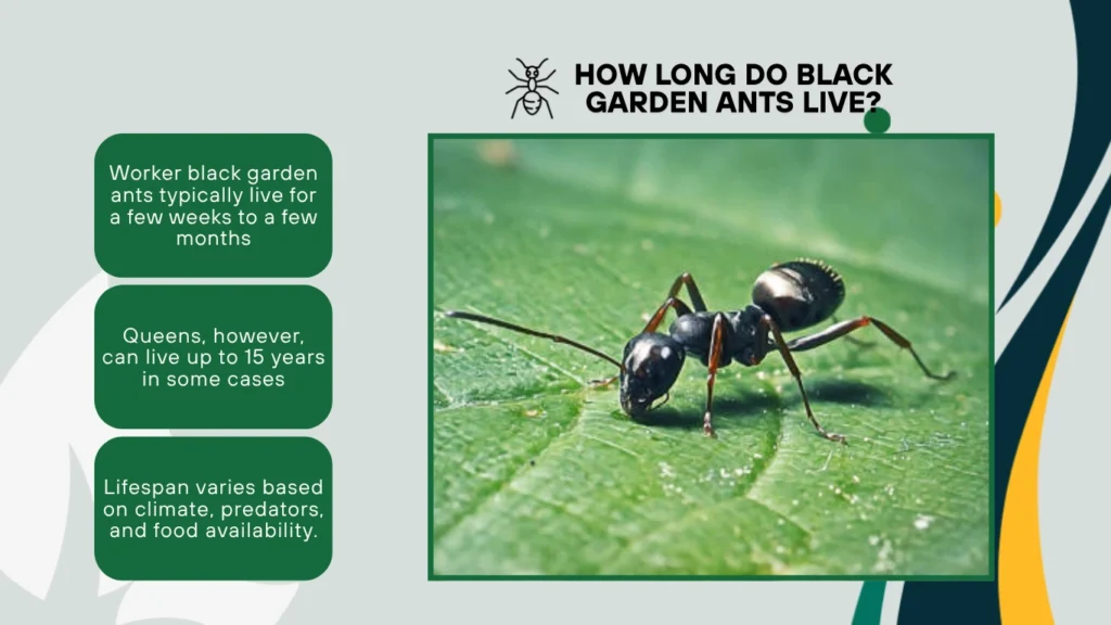 How long do black garden ants live