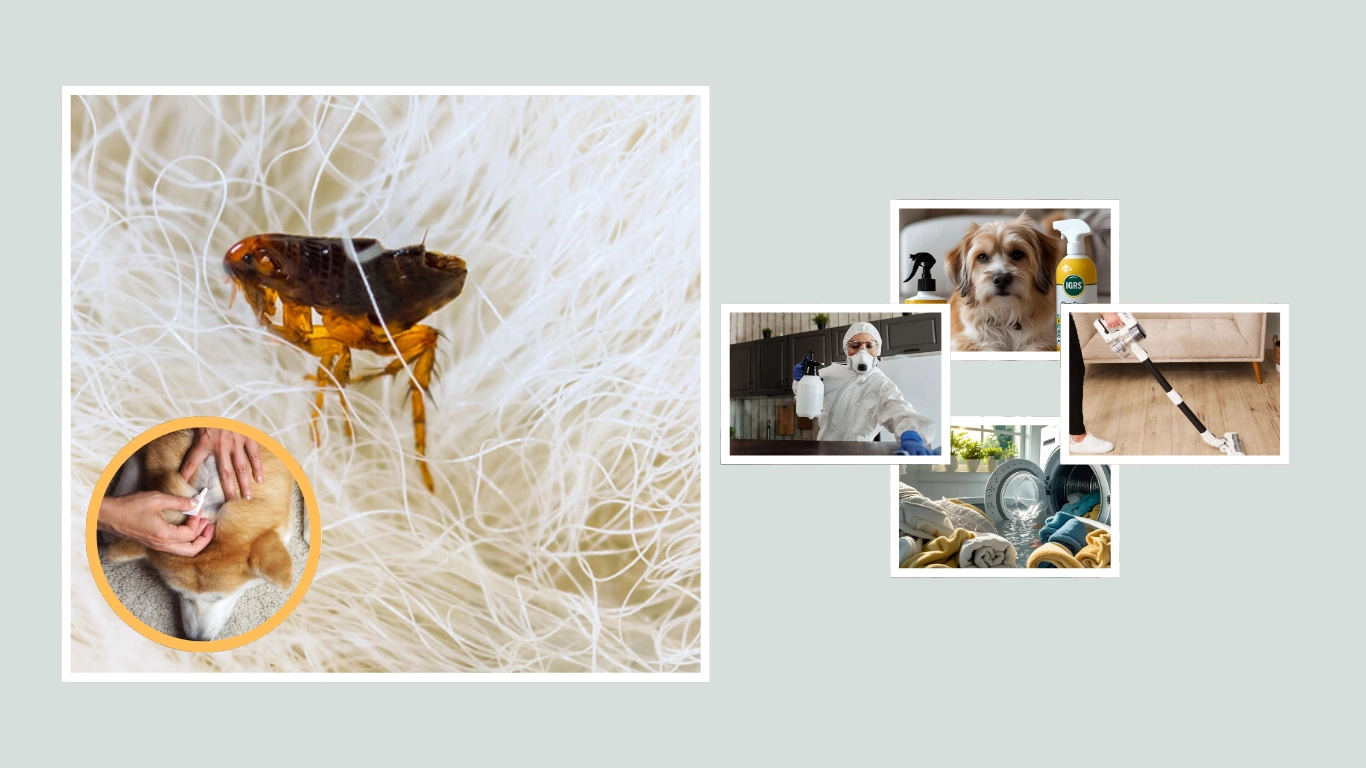 How to Get Rid of Fleas 5 Best Methods That Work