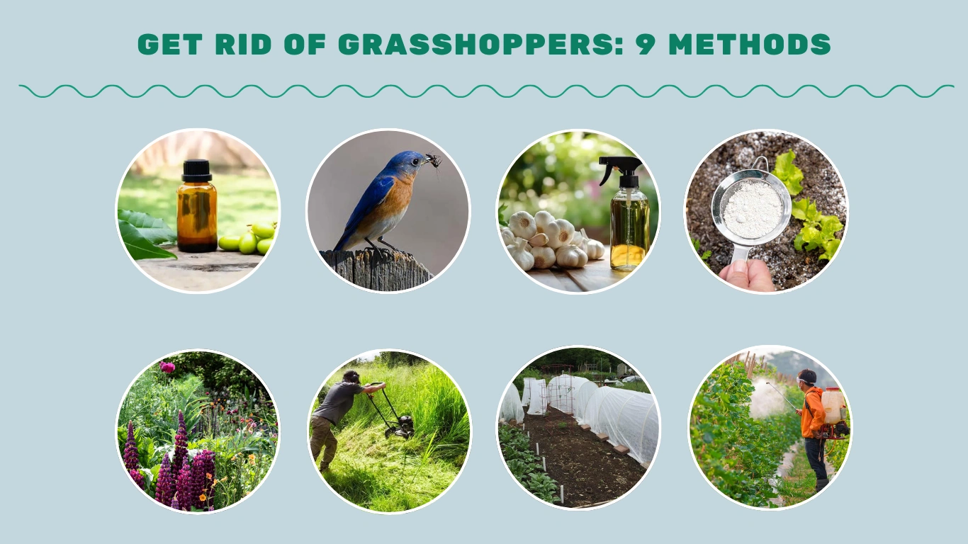 How to Get Rid of Grasshoppers 9 Proven Methods