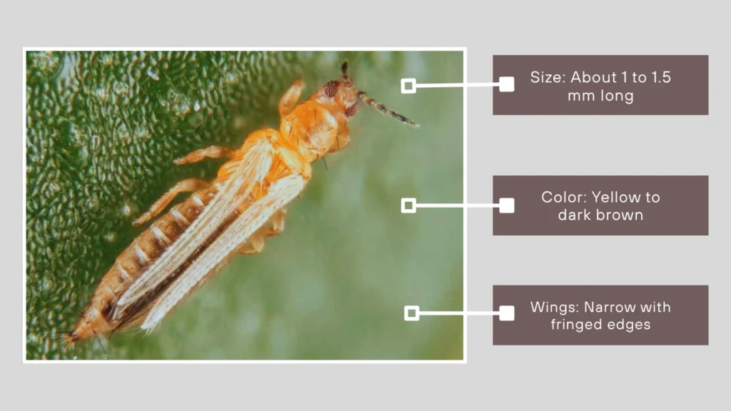 How to Identify Western Flower Thrips