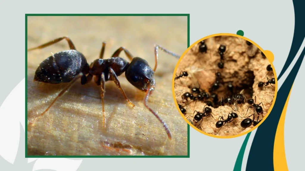 How to get rid of black ants in the garden