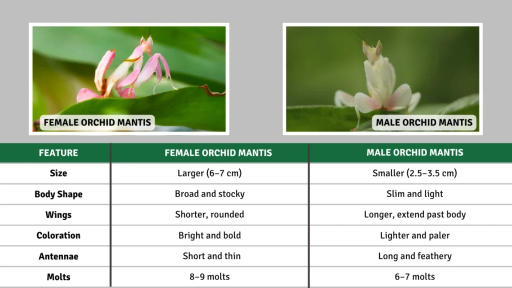 Identification Summary Table