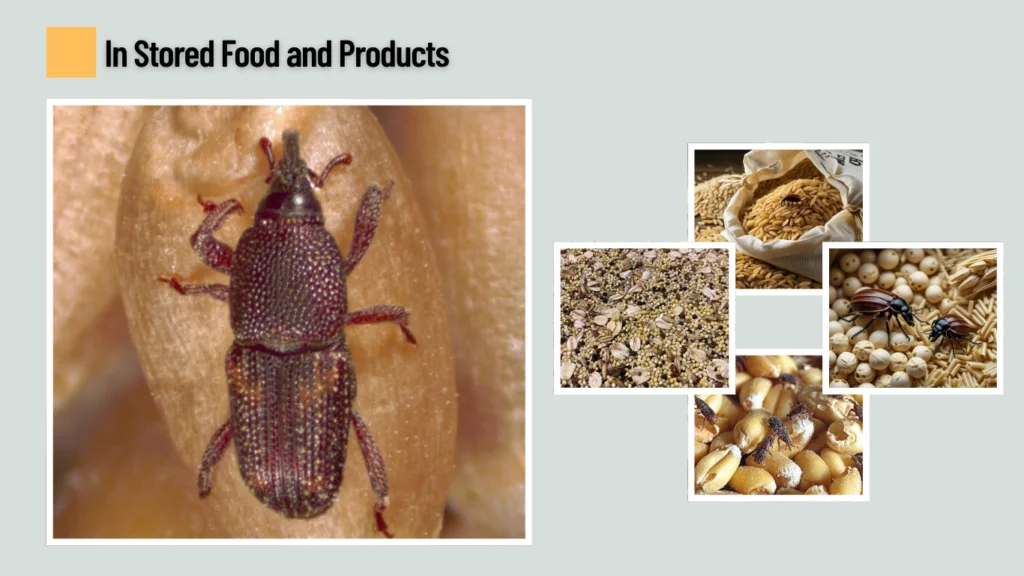 In Stored Food and Products