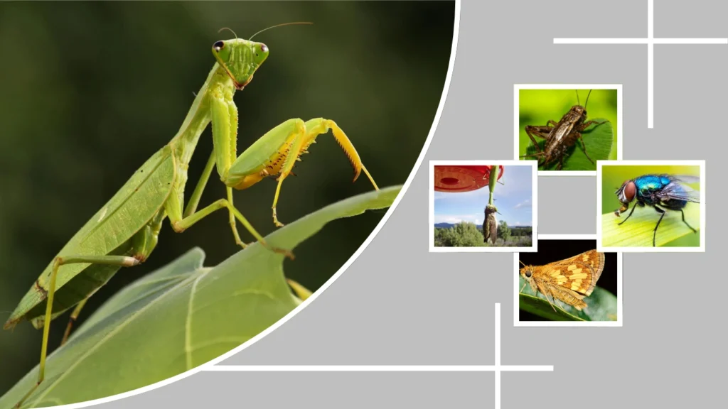 Is This Behavior Natural or Human-Influenced