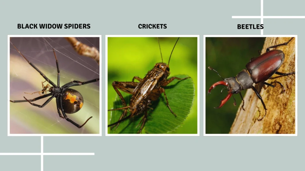 Is This Unique to Praying Mantises?