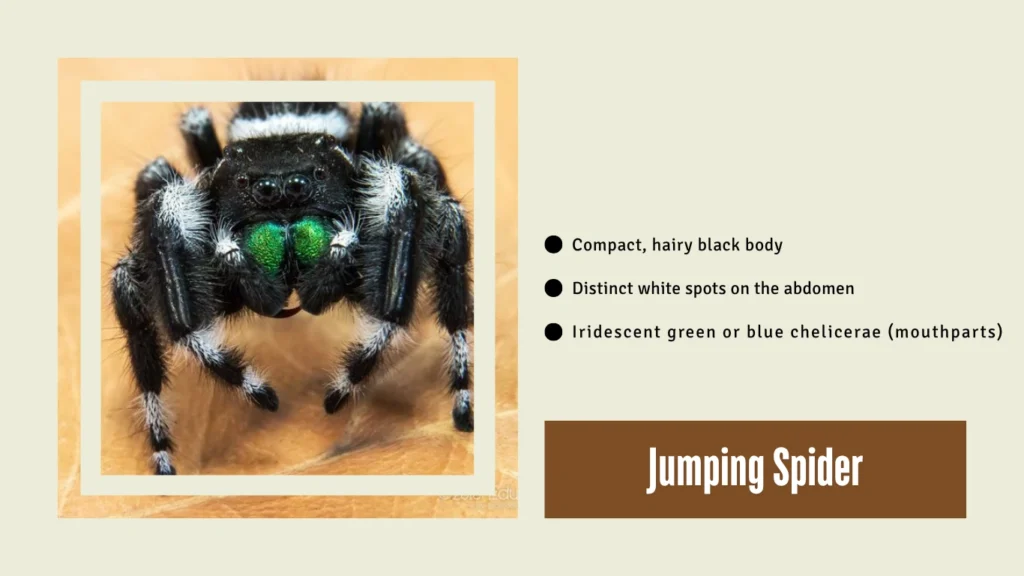 Jumping Spider