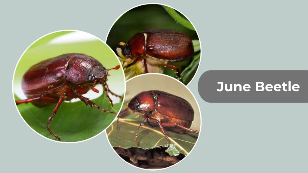 June Beetle