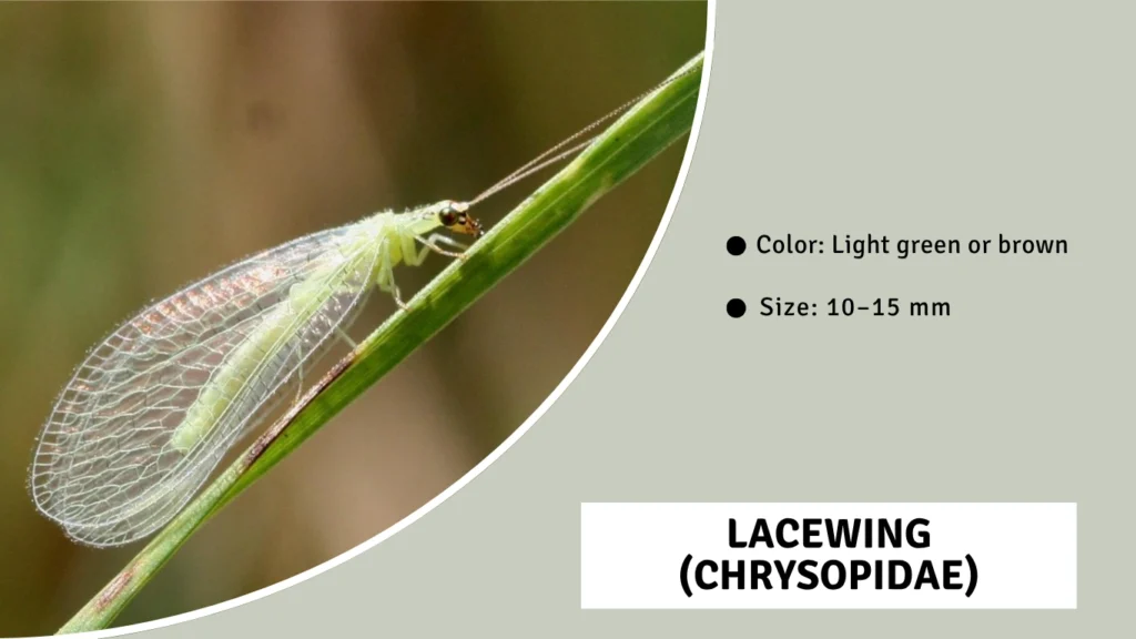 Lacewing (Chrysopidae)