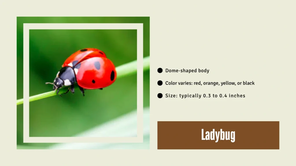 Ladybug