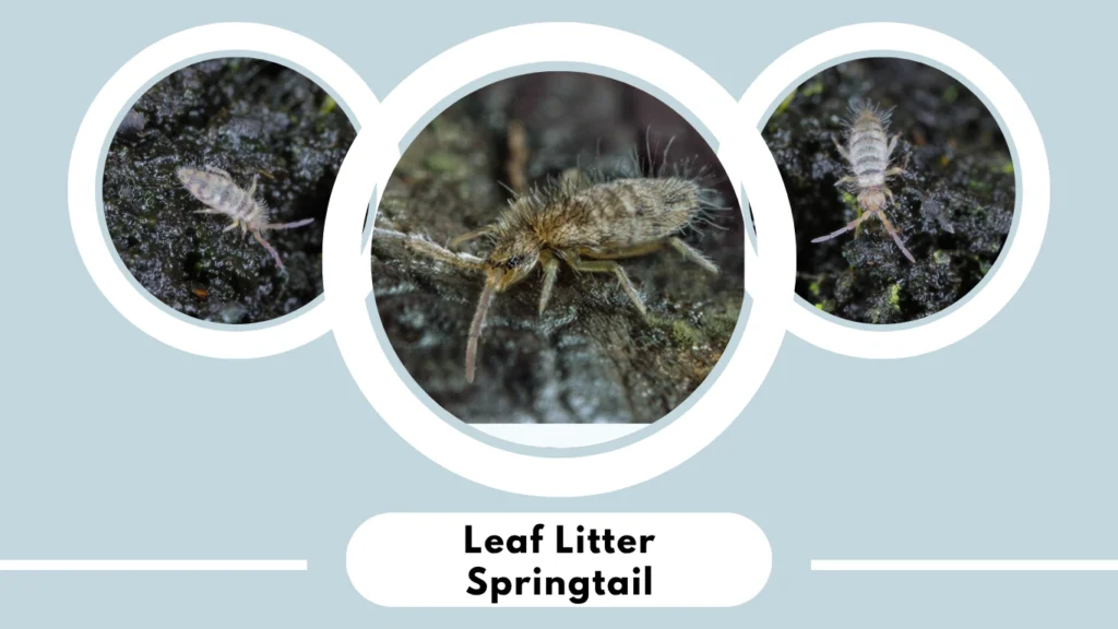 Leaf Litter Springtail