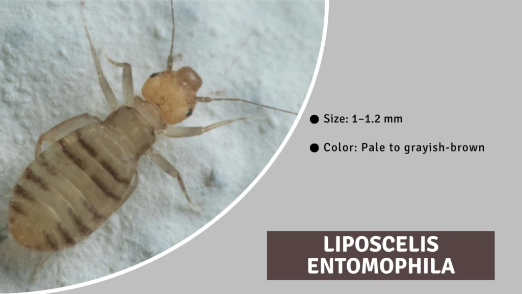 Liposcelis entomophila