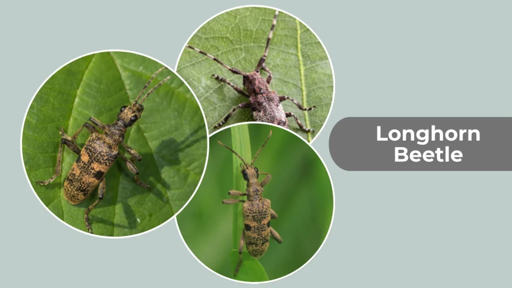 Longhorn Beetle