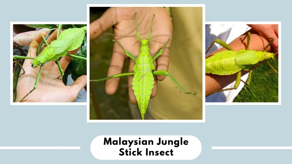 Malaysian Jungle Stick Insect