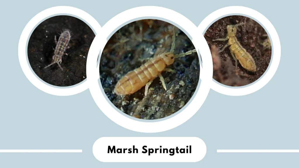 Marsh Springtail