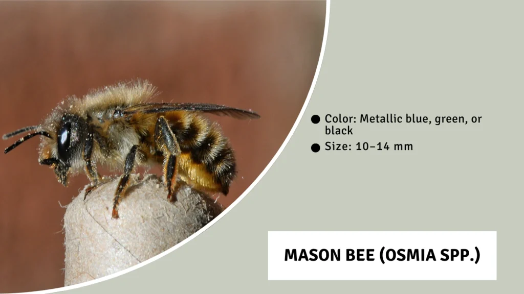 Mason Bee (Osmia spp.)