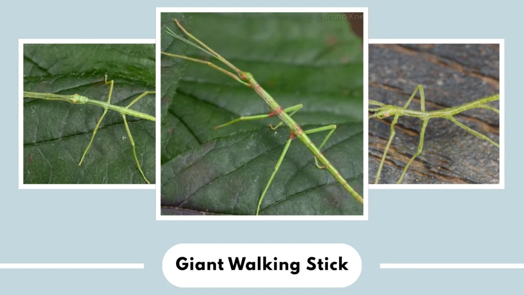 Megaphasma denticrus