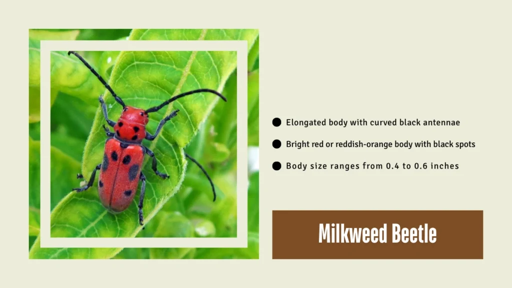 Milkweed Beetle