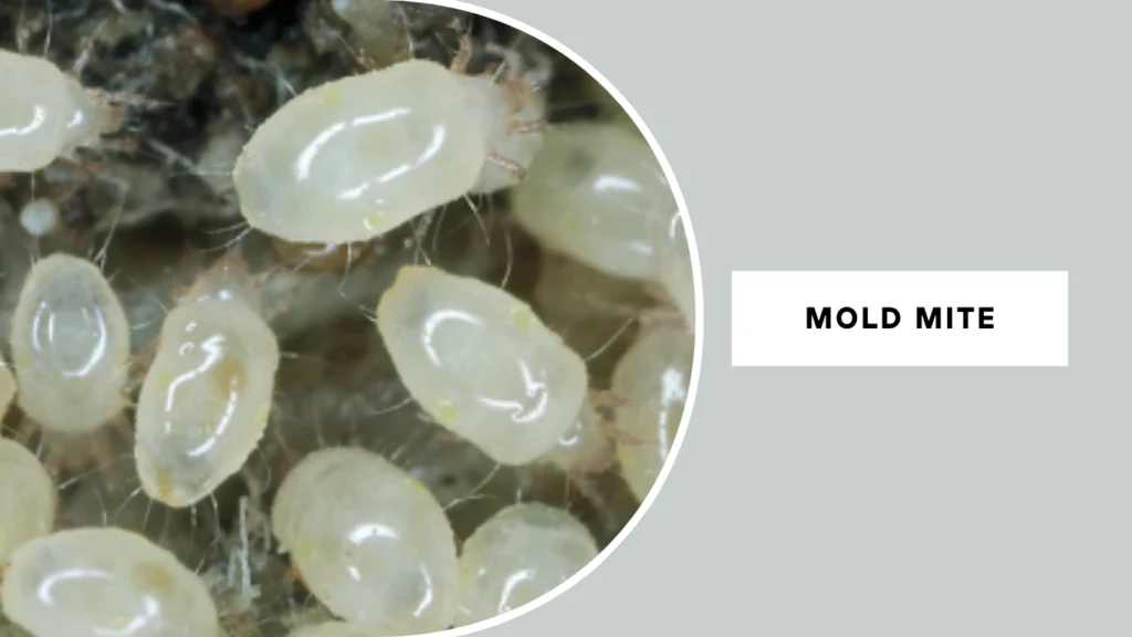 Mold Mite (Tyrophagus putrescentiae