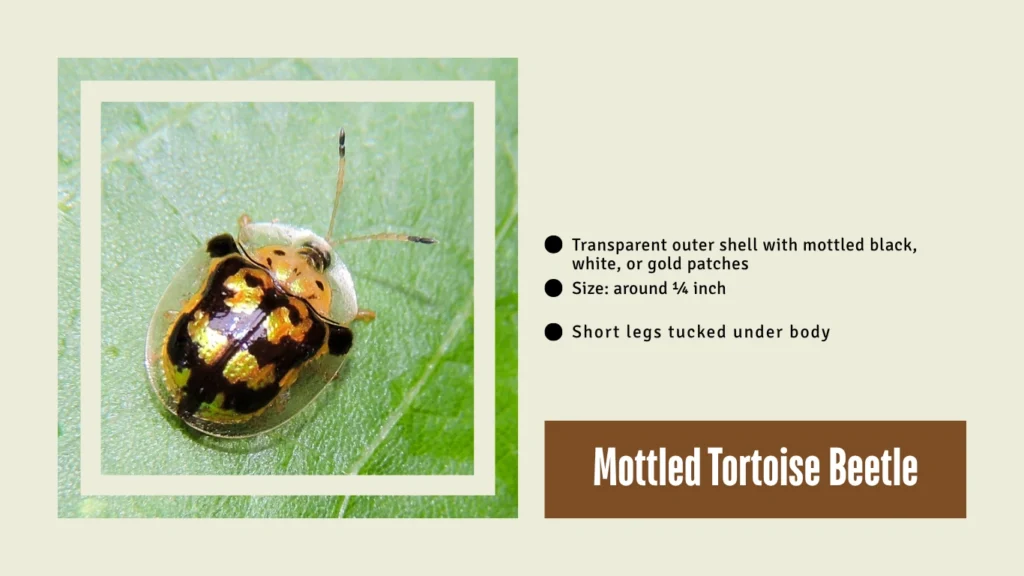 Mottled Tortoise Beetle
