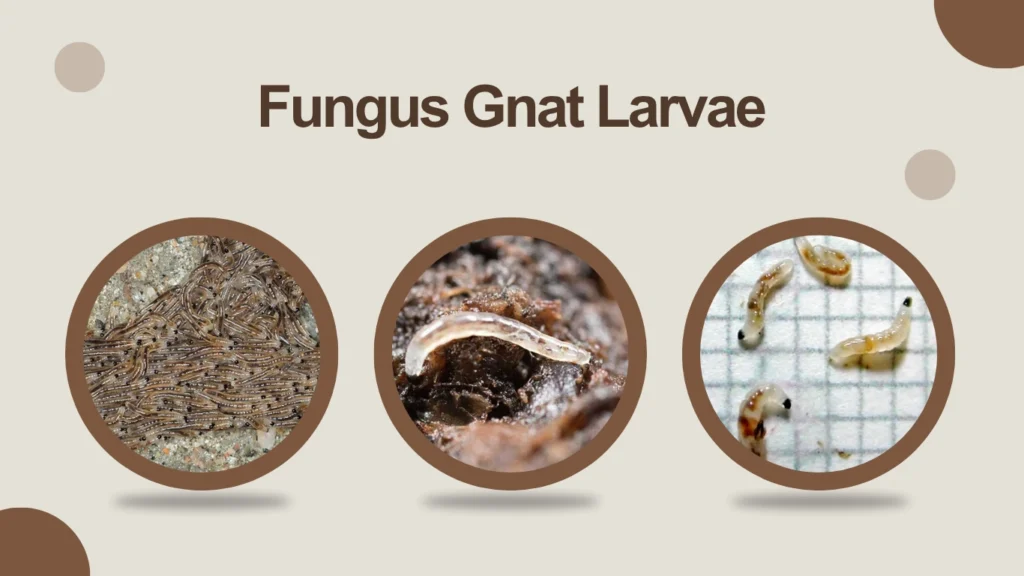 Fungus Gnat Larvae