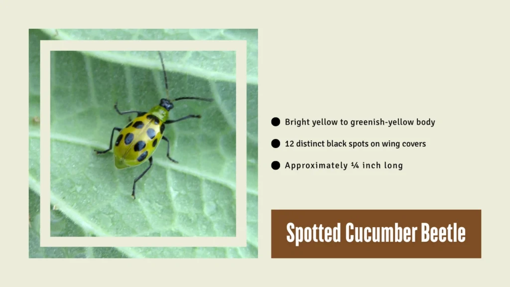 Spotted Cucumber Beetle