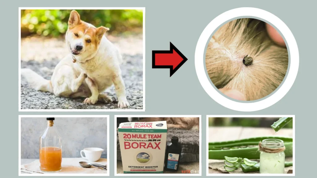 Natural Remedies to Kill Mites on Dogs Instantly