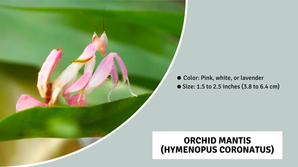 Orchid Mantis (Hymenopus coronatus)