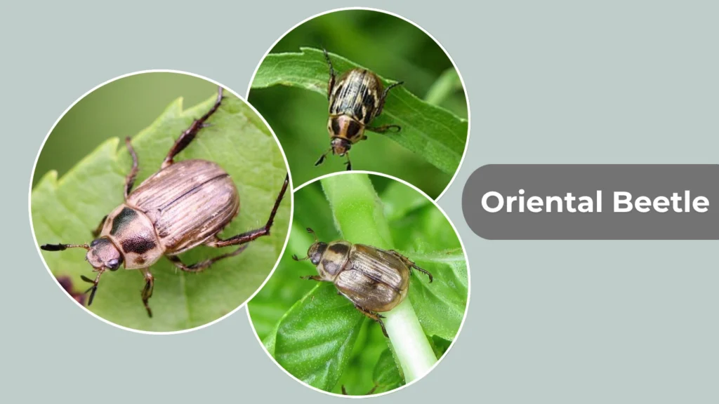 Oriental Beetle
