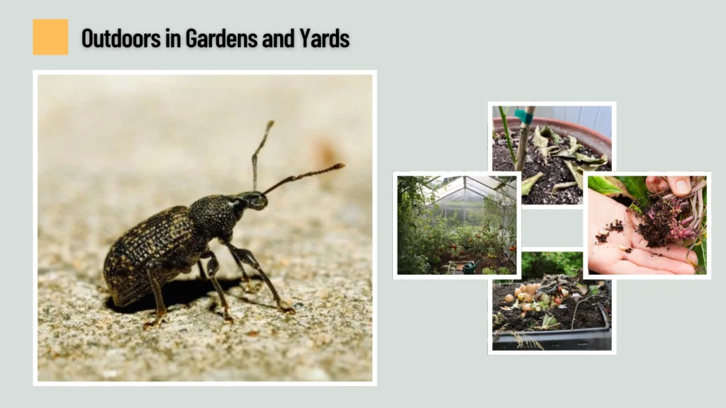 Outdoors in Gardens and Yards