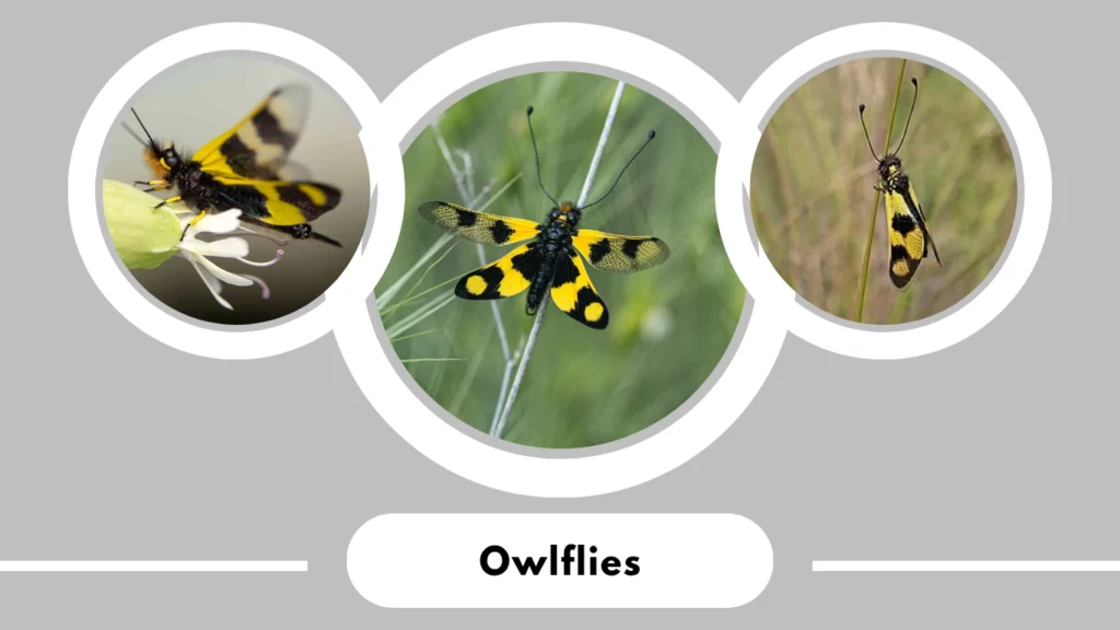 Owlflies
