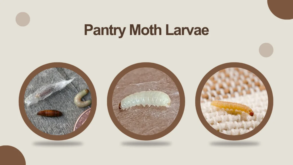 Pantry Moth Larvae