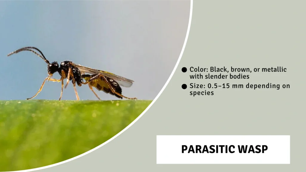 Parasitic Wasp