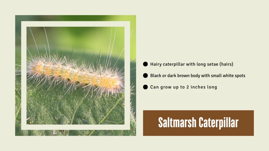Saltmarsh Caterpillar