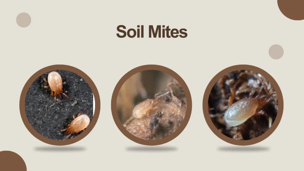 Soil Mites