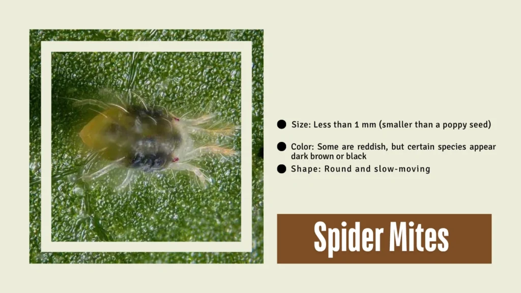 Spider Mites (Black Variety)
